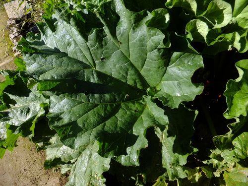 Rheum webbianum (Himalayan rhubarb) — photo