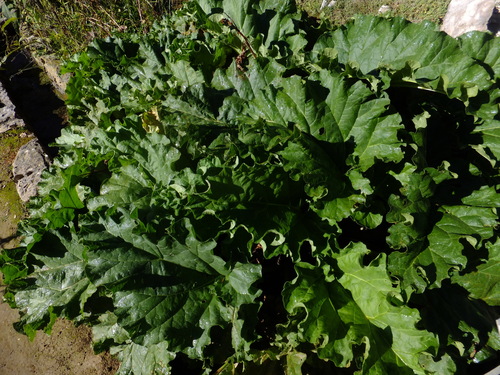 Rheum webbianum
