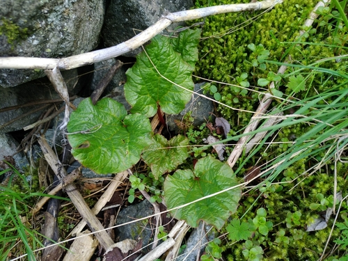 Rheum wittrockii — photo