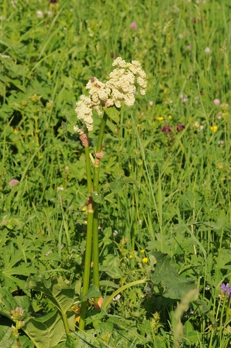 Rheum wittrockii