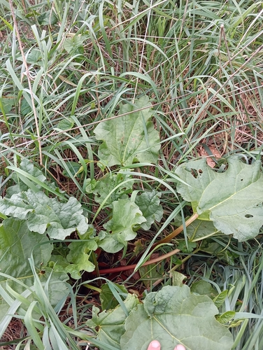 Rheum x hybridum (Rhubarb) — photo