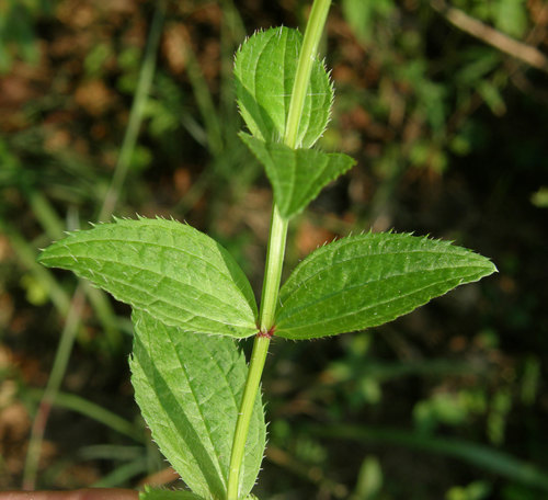 Rhexia virginica (Virginia meadow beauty) — photo