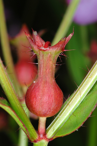 Rhexia virginica (Virginia meadow beauty) — photo