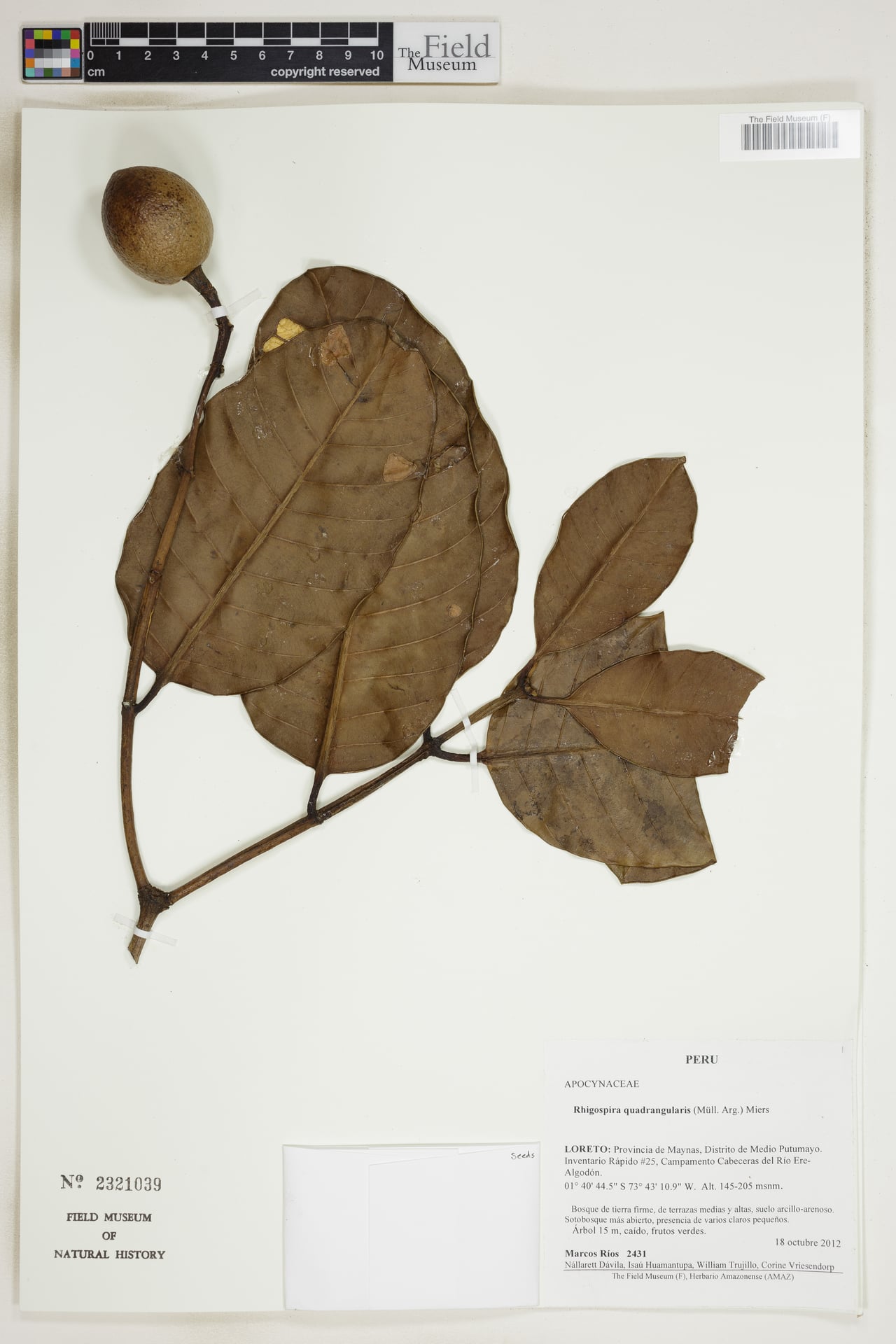 Rhigospira quadrangularis (Quadrangular rhigopsira) — photo