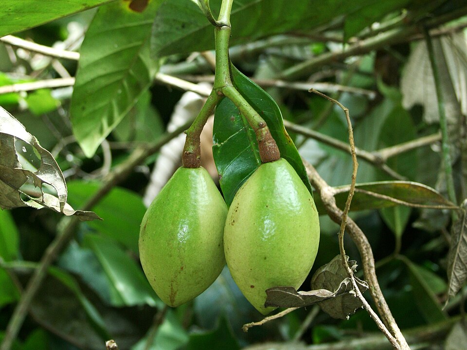 Rhigospira quadrangularis