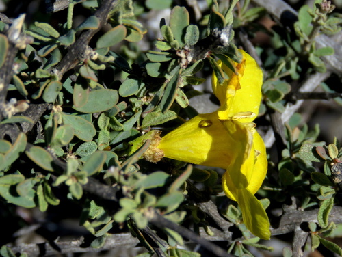 Rhigozum obovatum (Karoo gold) — photo