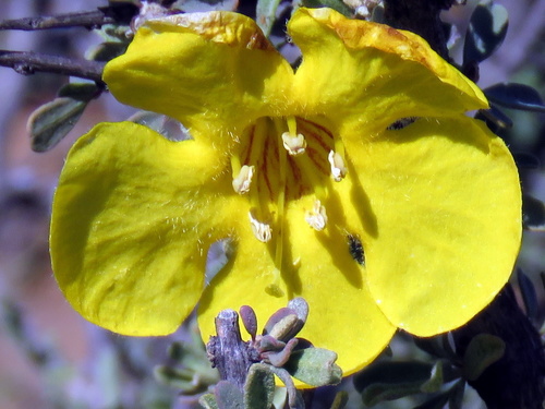 Rhigozum obovatum (Karoo gold) — photo