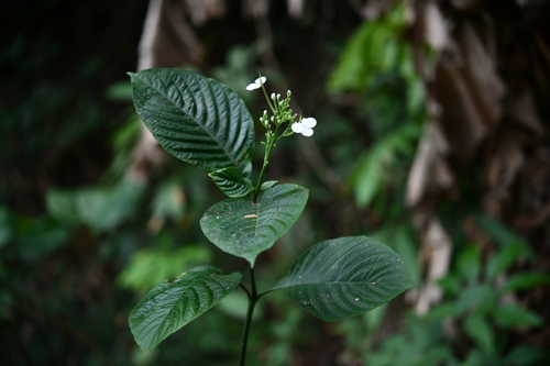 Rhinacanthus calcaratus — photo