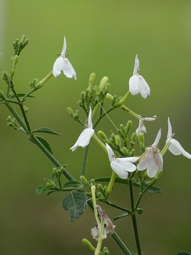 Rhinacanthus nasutus (Snake jasmine) — photo