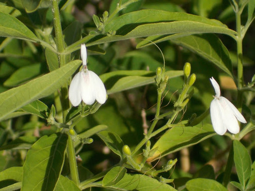Rhinacanthus nasutus (Snake jasmine) — photo
