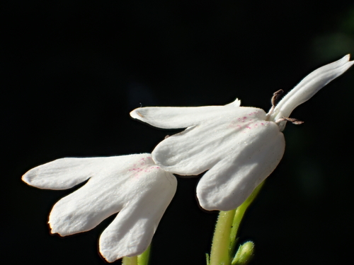 Rhinacanthus nasutus