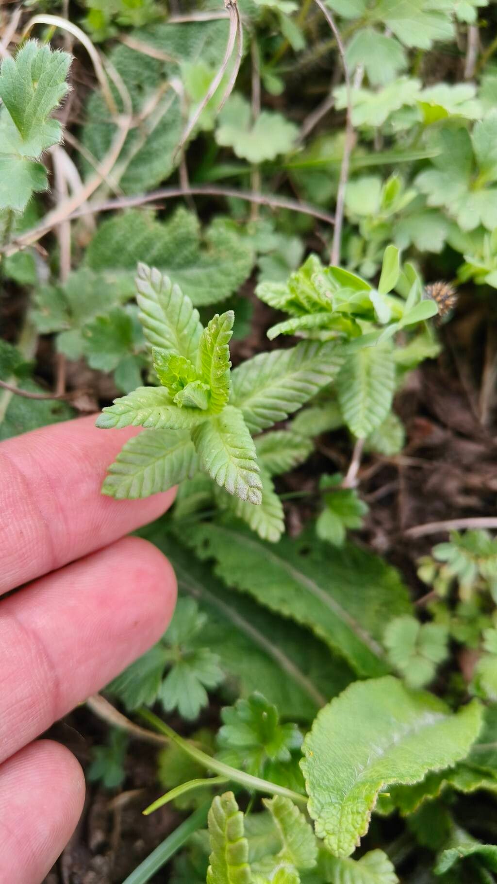 Rhinanthus spp.
