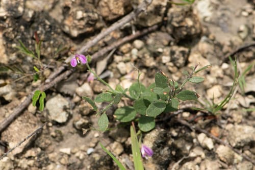 Rhinotropis nitida var. lithophila — photo