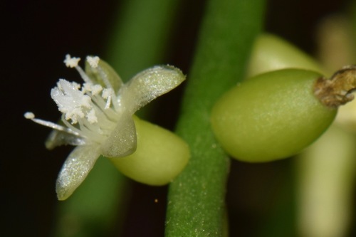 Rhipsalis baccifera (Hairy mistletoe cactus) — photo