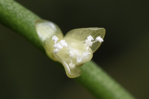 Rhipsalis baccifera (Hairy mistletoe cactus) — photo