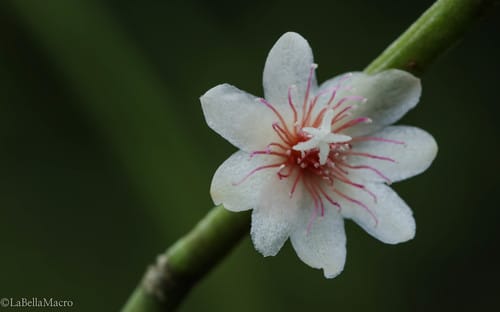 Rhipsalis puniceodiscus (Camuciba) — photo