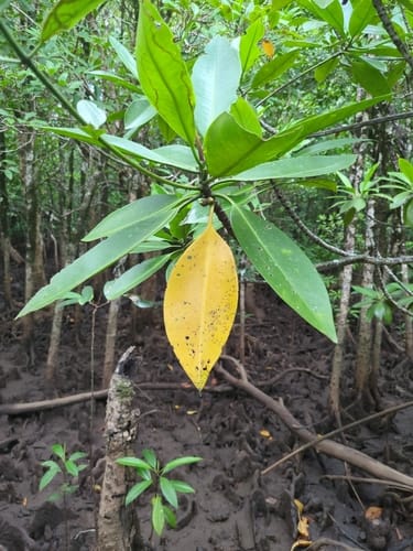 Rhizophora apiculata (Tall-stilted Mangrove) — photo