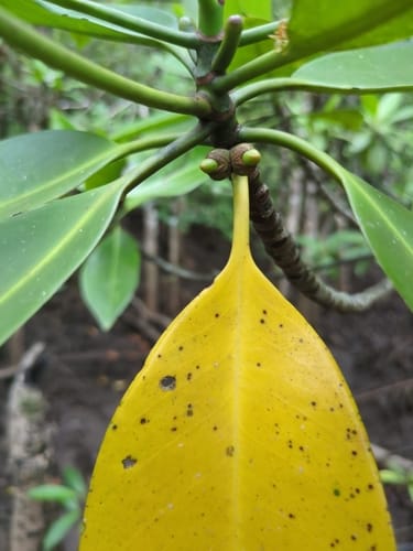 Rhizophora apiculata (Tall-stilted Mangrove) — photo