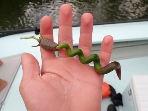 Rhizophora mangle (American red mangrove) — photo