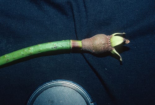 Rhizophora mucronata (Black Mangrove) — photo