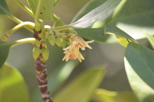 Rhizophora mucronata