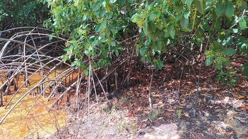 Rhizophora racemosa (Mangro) — photo