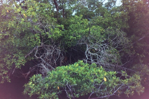 Rhizophora racemosa (Mangro) — photo