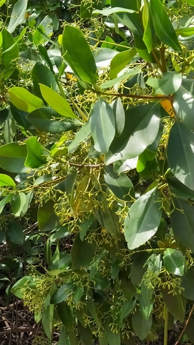 Rhizophora racemosa