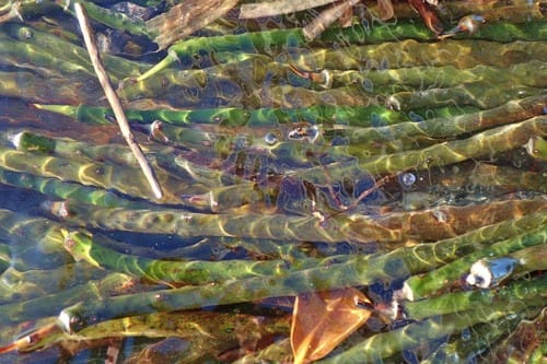 Rhizophora stylosa (Stilted mangrove) — photo