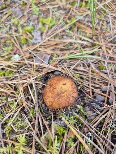 Rhizopogon obtextus (Domalan mantari) — photo