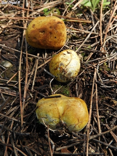 Rhizopogon obtextus