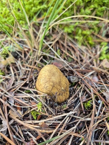 Rhizopogon obtextus (Domalan mantari) — photo