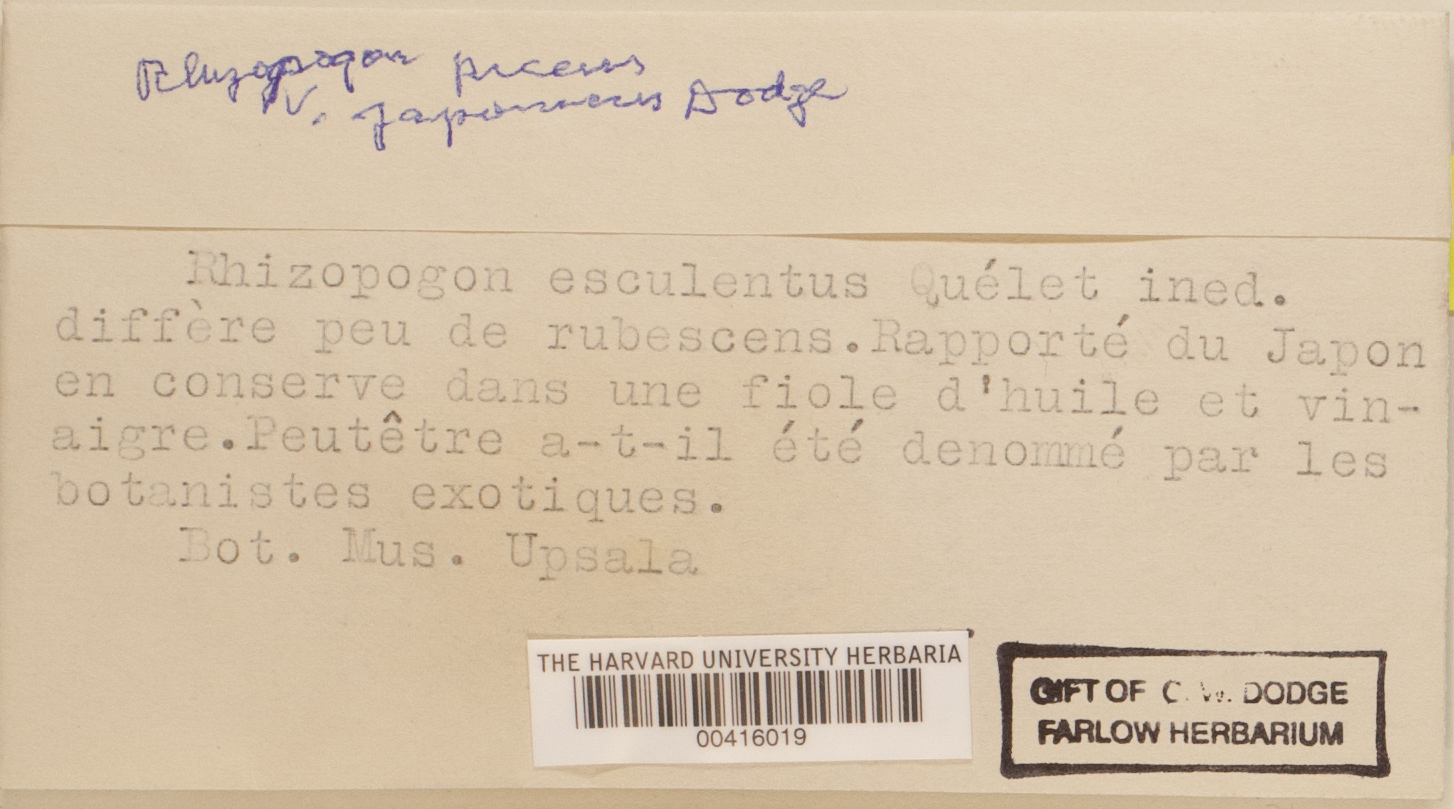Rhizopogon piceus — photo