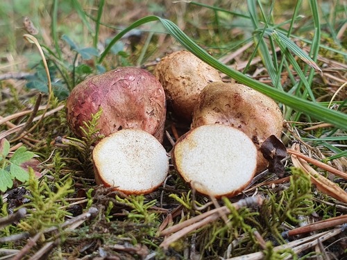 Rhizopogon roseolus — photo