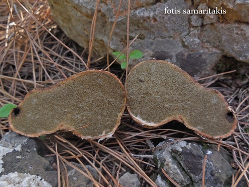 Rhizopogon roseolus — photo