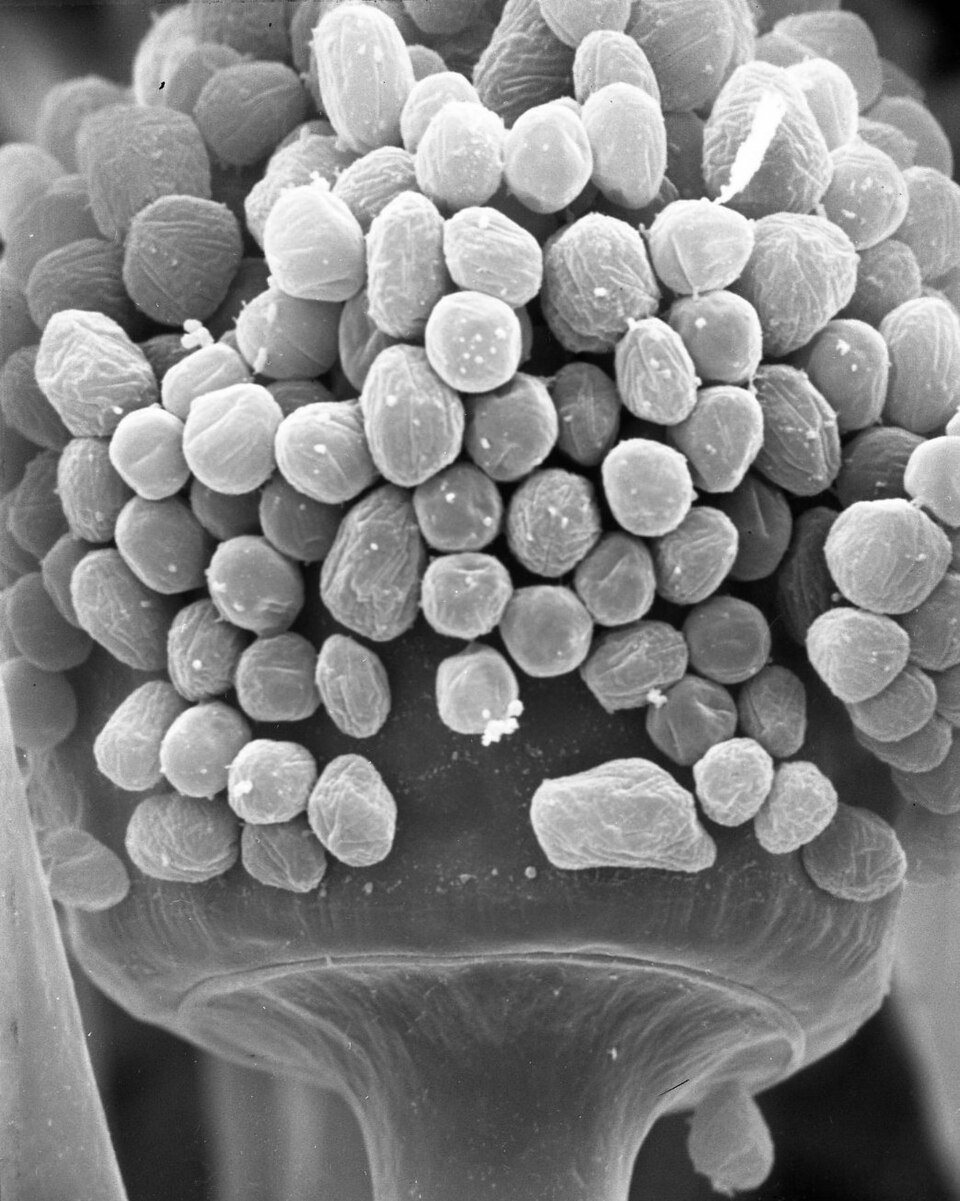 Rhizopus oligosporus (Tempeh mould) — photo