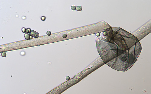 Rhizopus oryzae (Tempeh mould) — photo