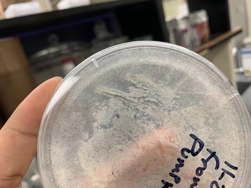 Rhizopus oryzae
