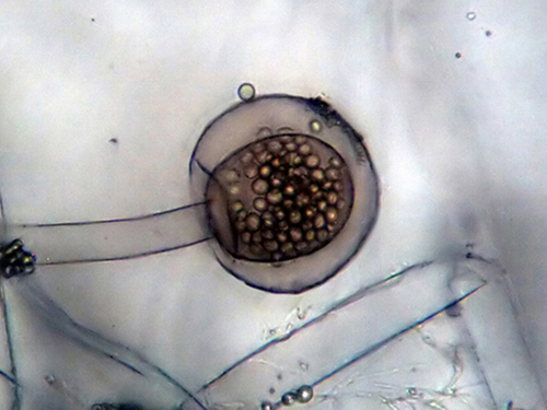 Rhizopus stolonifer (Tempeh mould) — photo