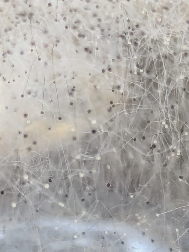 Rhizopus stolonifer
