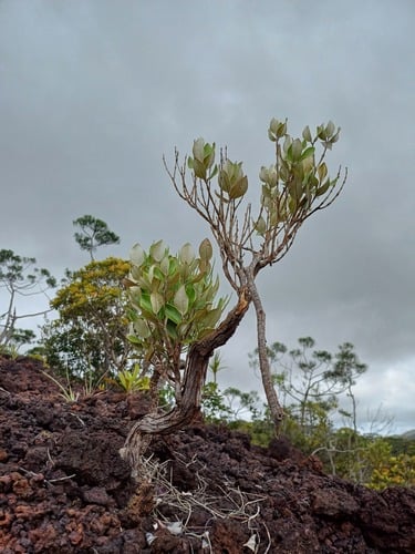 Rhodamnia andromedoides (Kanak blueberry) — photo
