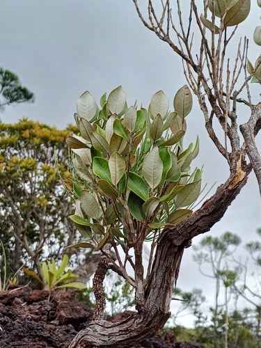 Rhodamnia andromedoides (Kanak blueberry) — photo
