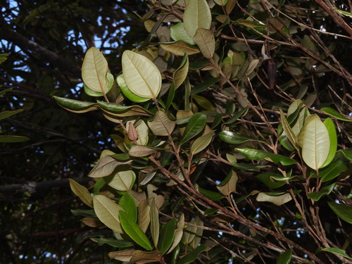 Rhodamnia andromedoides