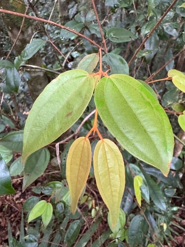 Rhodamnia blairiana