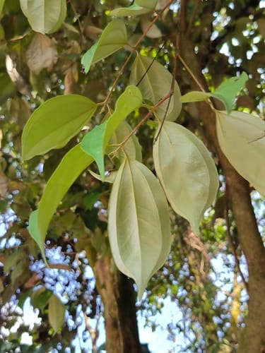 Rhodamnia cinerea (Silverback tree) — photo
