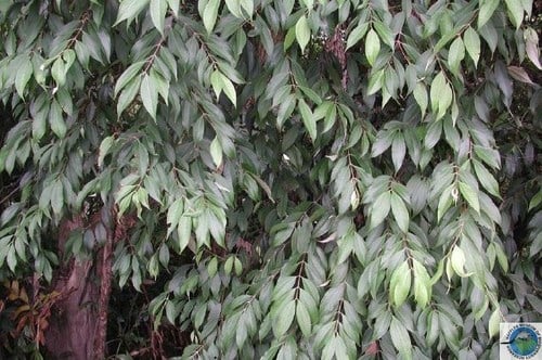 Rhodamnia cinerea