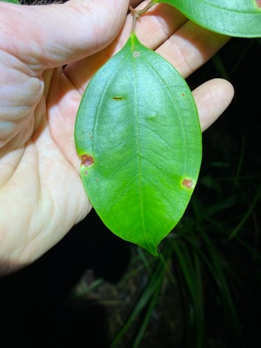 Rhodamnia costata (Red-fruited Malletwood) — photo
