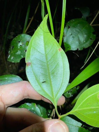 Rhodamnia costata (Red-fruited Malletwood) — photo