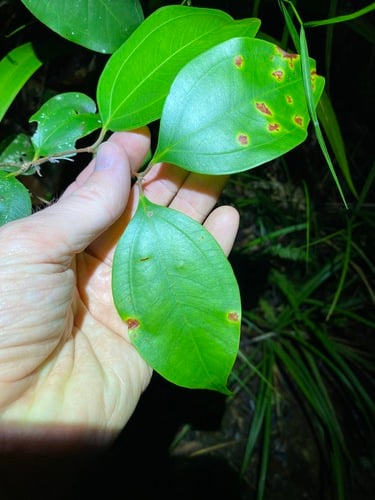 Rhodamnia costata