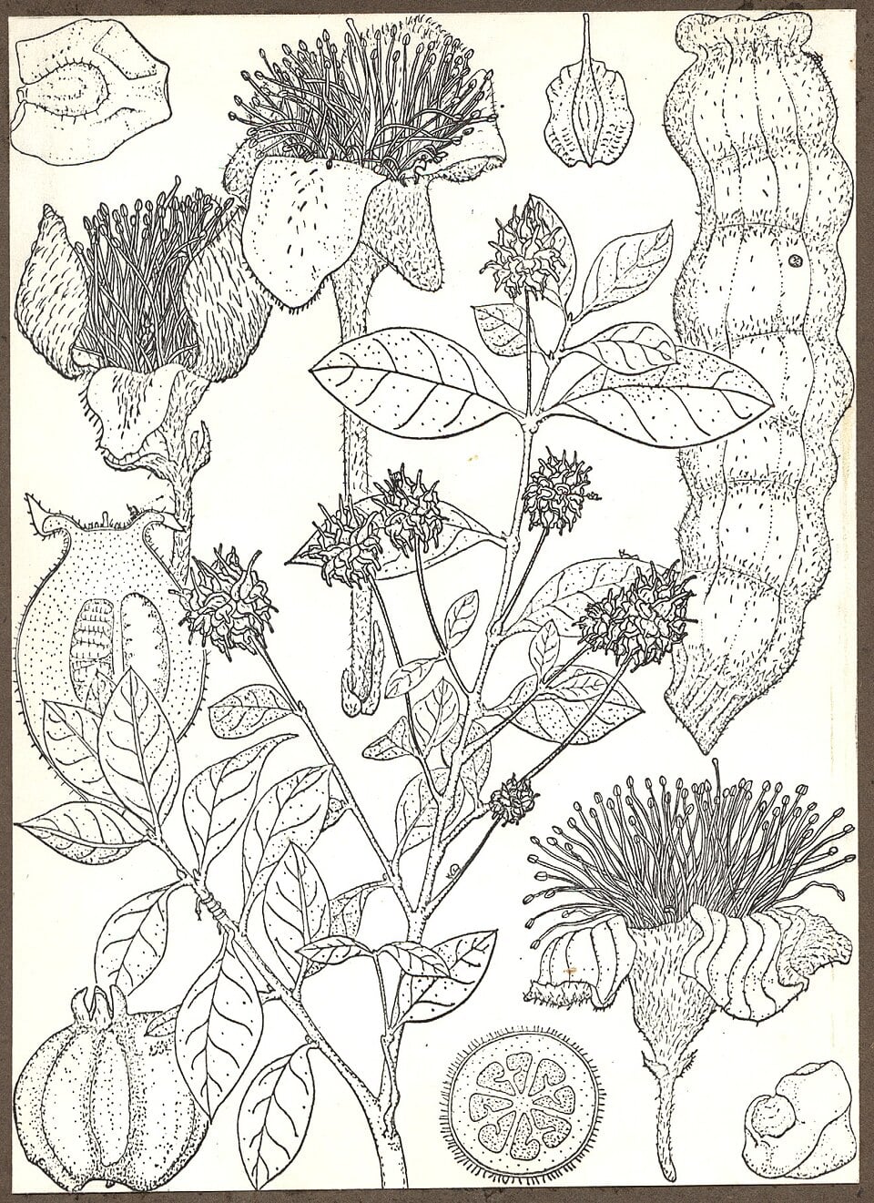 Rhodamnia glauca